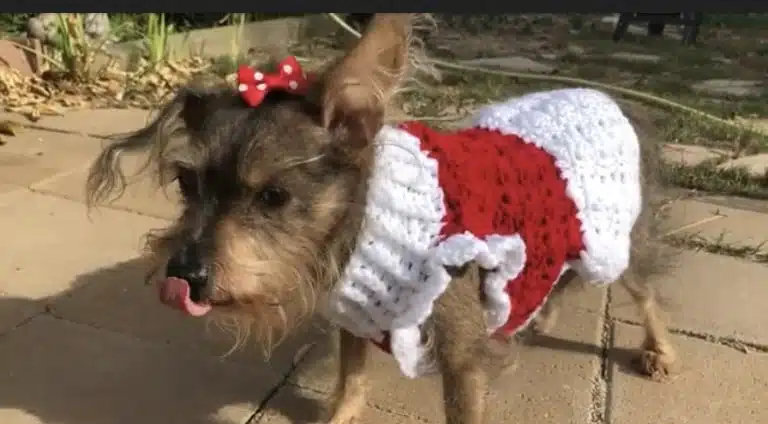 Cutie small Xmas dress 1 Cutie small Xmas dress