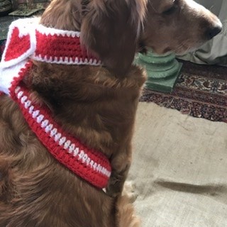 Dogs valentines Harness
