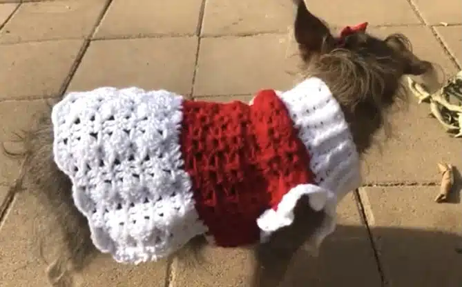 Cutie small Xmas dress 2 47DAC648 EADC 4FBC 8B11 8A41BDD19A90