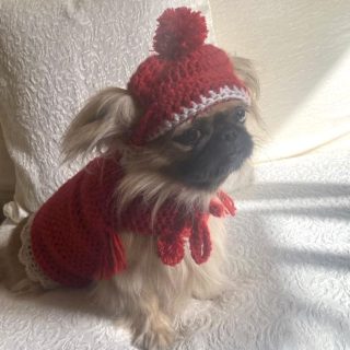 Tiny breeds Xmas outfit