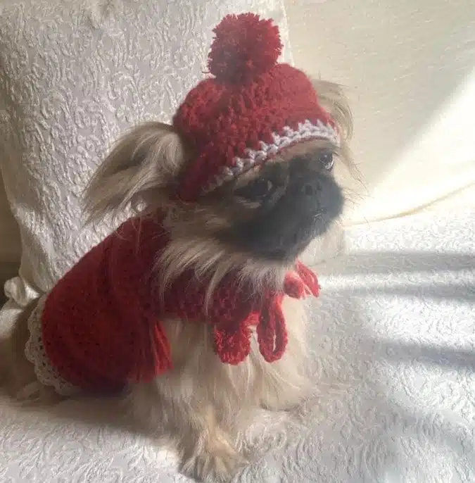 Tiny breeds Xmas outfit 1 Tiny breeds Xmas outfit