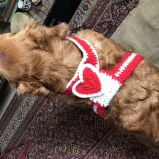Dogs valentines Harness 3 987CC180 A9ED 40D8 AFD5 3BBF5866C753