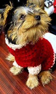 outfits for small dogs and cats