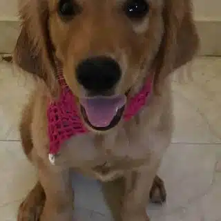 Cotton bandana for small dogs