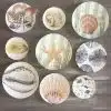 "The Sea Shell" Wall Plates Collection
