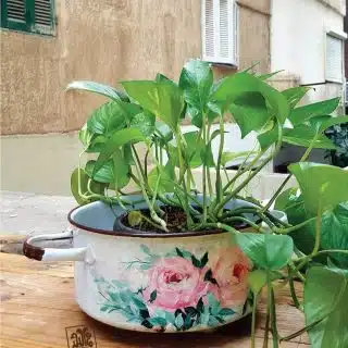 حلة صاج بالغطاء تلوين ورود