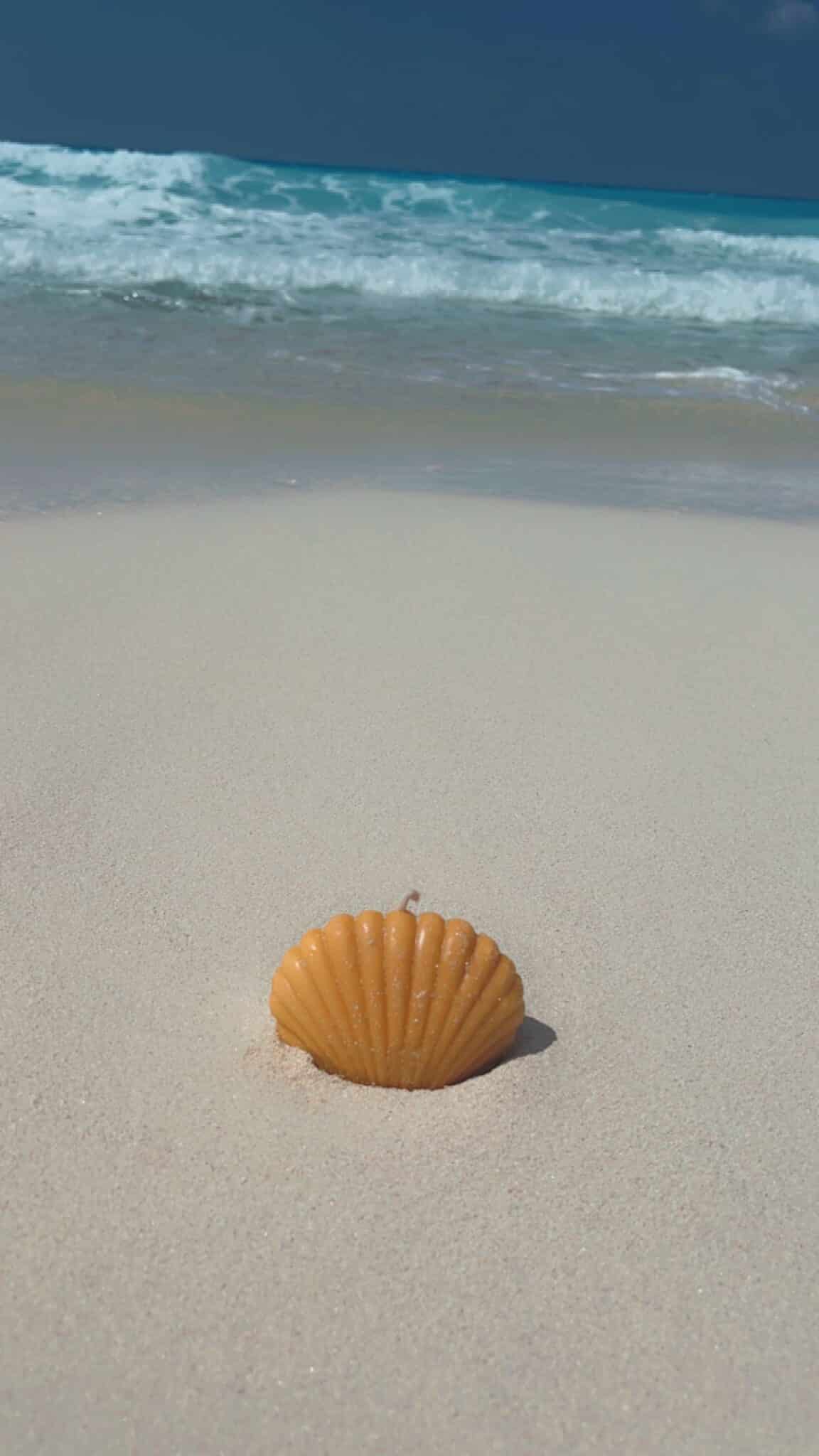 Seashell 4 IMG 9148 scaled