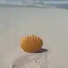 Seashell