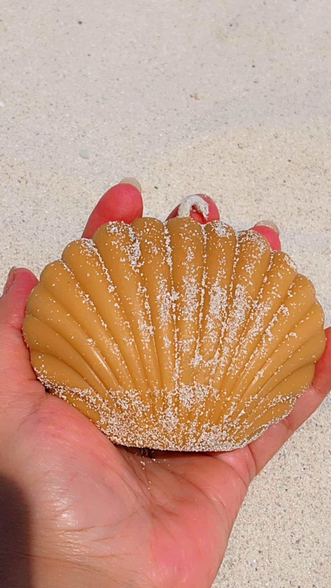 Seashell 3 IMG 9154 scaled