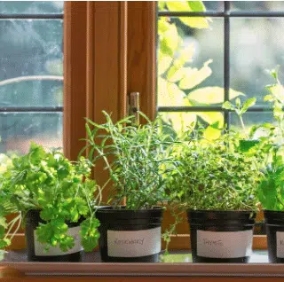 Mint - Rosemary - parsley - lavender- coriander