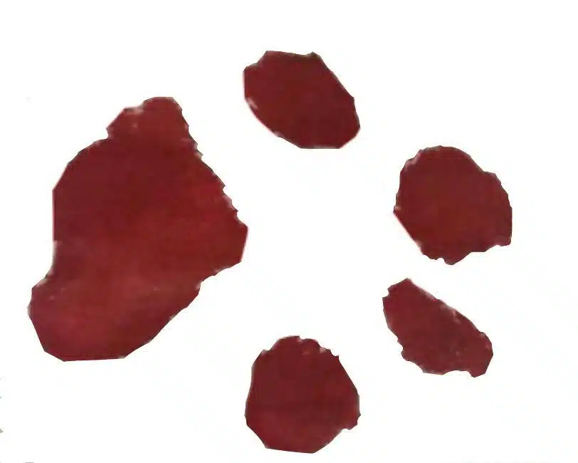 Customized Pets Footprint Collar/Keychain/Bracelet/Necklace 3 WhatsApp Image 2021 11 14 at 1.40.43 PM