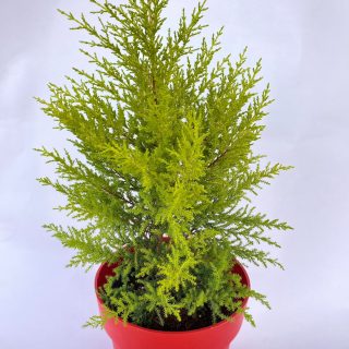 سرو ليموني - Cupressus Macrocarpa - (Natural Plant)