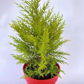 سرو ليموني - Cupressus Macrocarpa - (Natural Plant)