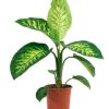 Dieffenbachia (shade) - دفنباخية (ضل) - (Natural Plant)