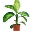 Dieffenbachia (shade) - دفنباخية (ضل) - (Natural Plant)