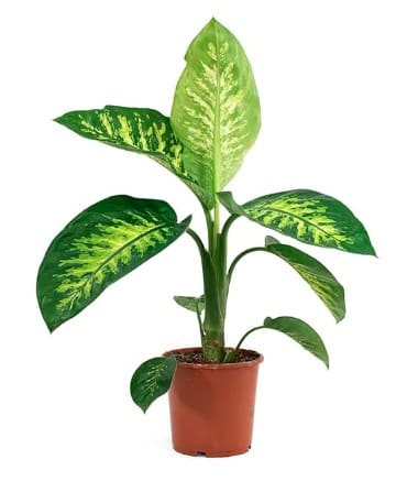 Dieffenbachia (shade) - دفنباخية (ضل) - (Natural Plant) 1 Dieffenbachia (shade) - دفنباخية (ضل) - (Natural Plant)