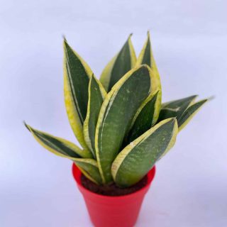 Sansevieria fischeri (Imported Snake plant)