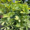 Schefflera Medium - شفليرا - (Natural Plant)