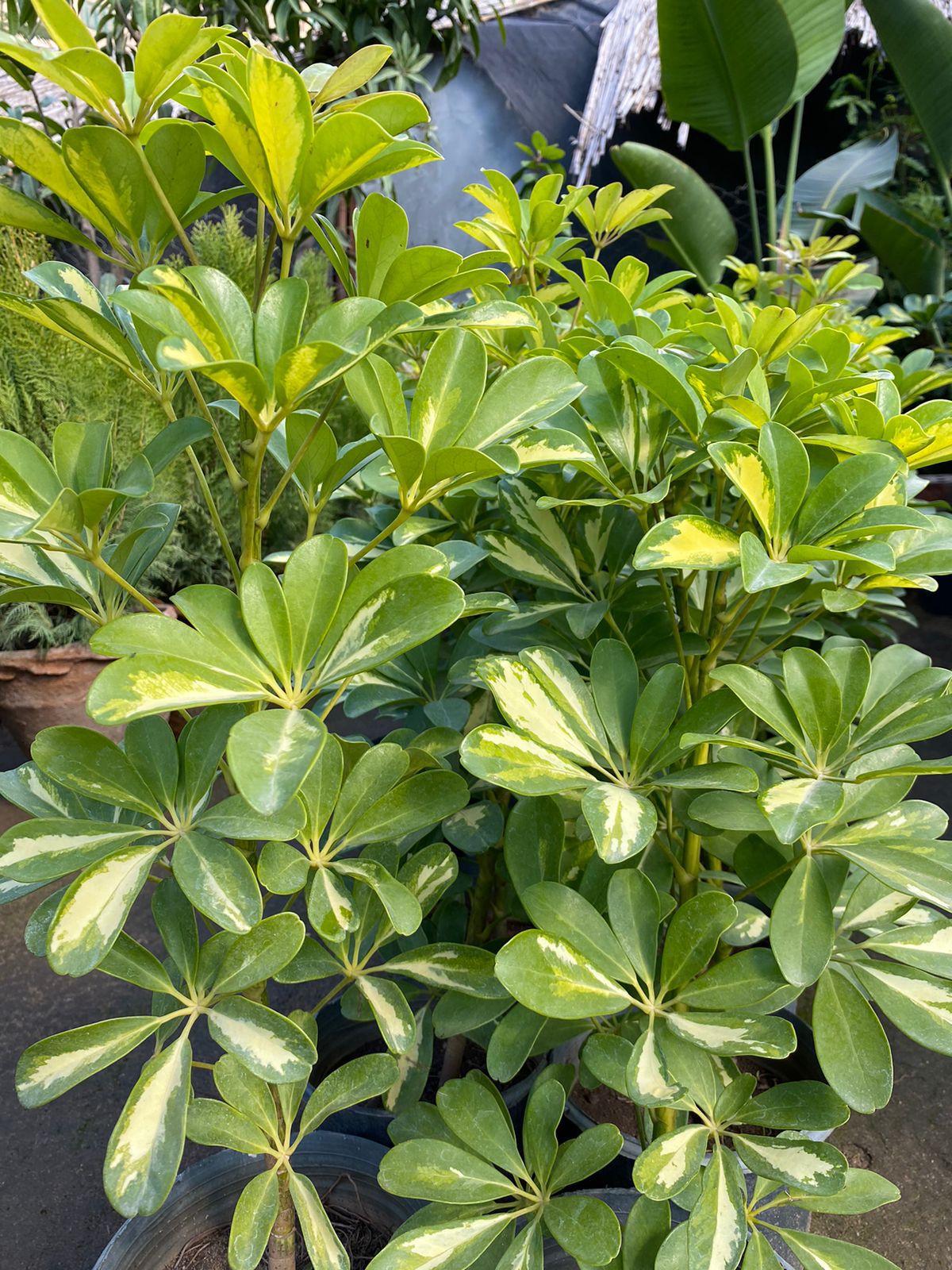 Schefflera Large - شفليرا - (Natural Plant) 1 Schefflera Large - شفليرا - (Natural Plant)