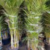 Areca Palm (Shade) - اريكا ضل - (Natural Plant)