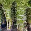 Areca Palm (Shade) - اريكا ضل - (Natural Plant)