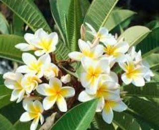 Plumeria - Indian Jasmin - يسمين هندي - (Natural Plant)