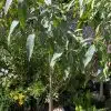 Mango Tree - شجر منجا - (Natural Plant)