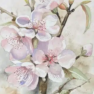 Cherry blossoms
