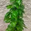 Pothos Stick (shade) - بوتس (ضل) - (Natural Plant)