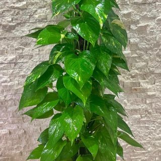 Pothos Stick (shade) - بوتس (ضل) - (Natural Plant)