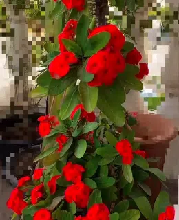 Euphorbia (Large) - ايفوربيا - Crown-of-thorn (Natural Plant)