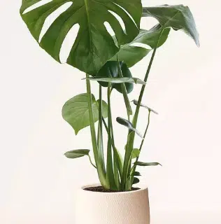 Monstera Deliciosa (Small) - (Natural Plant)