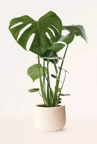 Monstera Deliciosa (Small) - (Natural Plant) 1 Monstera Deliciosa (Small) - (Natural Plant)