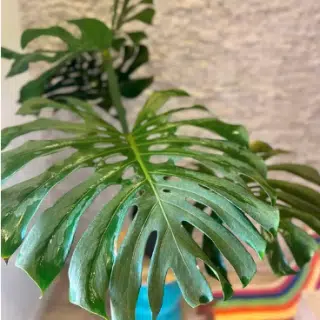 Monstera (HUGE) - القفص الصدري - (Natural Plant)