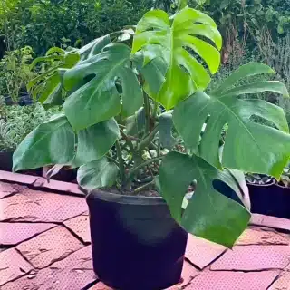 Monstera Deliciosa (Medium) - (Natural Plant)