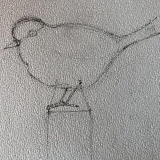 the bird in pencil
